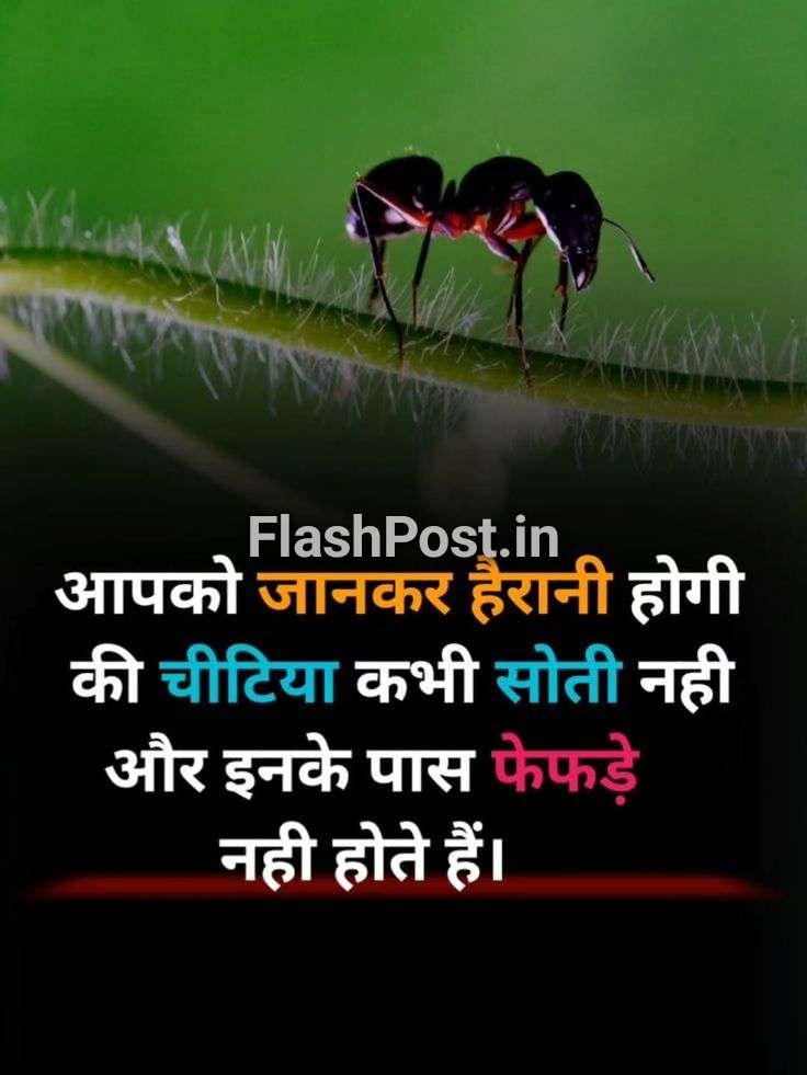 Hairan Kardene Wale Cheetiyon Ke Secret: Kya Aap Jaante Hain Ye Amazing Facts?