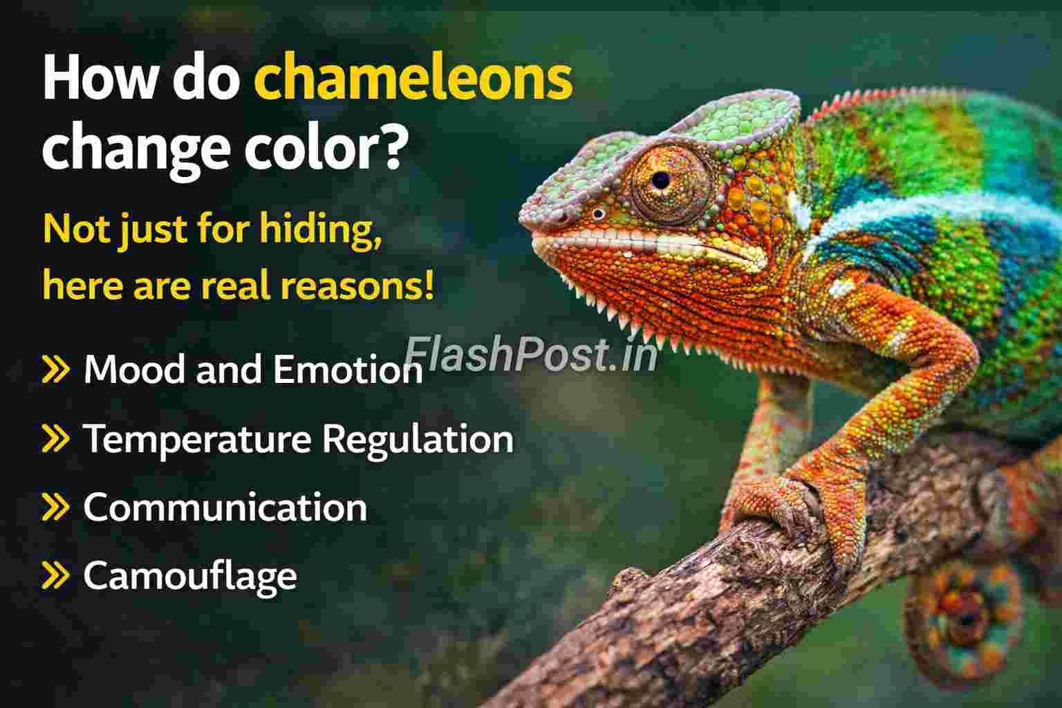 Girgit Ka Rang Kaise Badalta Hai? Jaaniye Iss Amazing Secret Ke Peeche Ki Science!