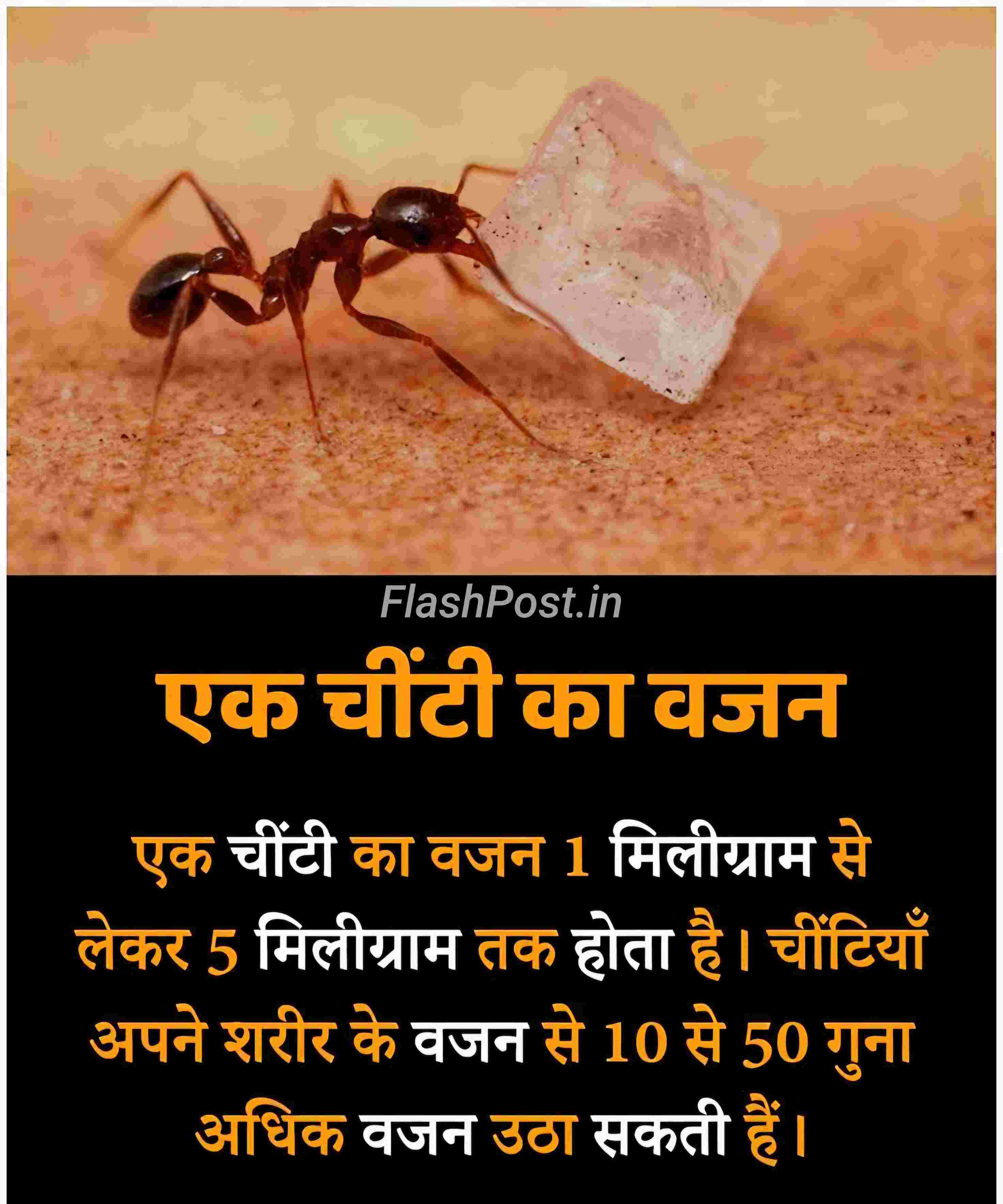 Chhoti Si Cheenti, Badi Power! Jaano Kaise Utha Leti Hai Apna 50 Guna Vajan!