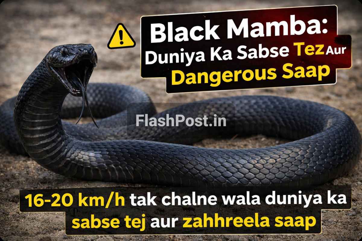 Black Mamba: Duniya Ka Sabse Tez Aur Dangerous Saap