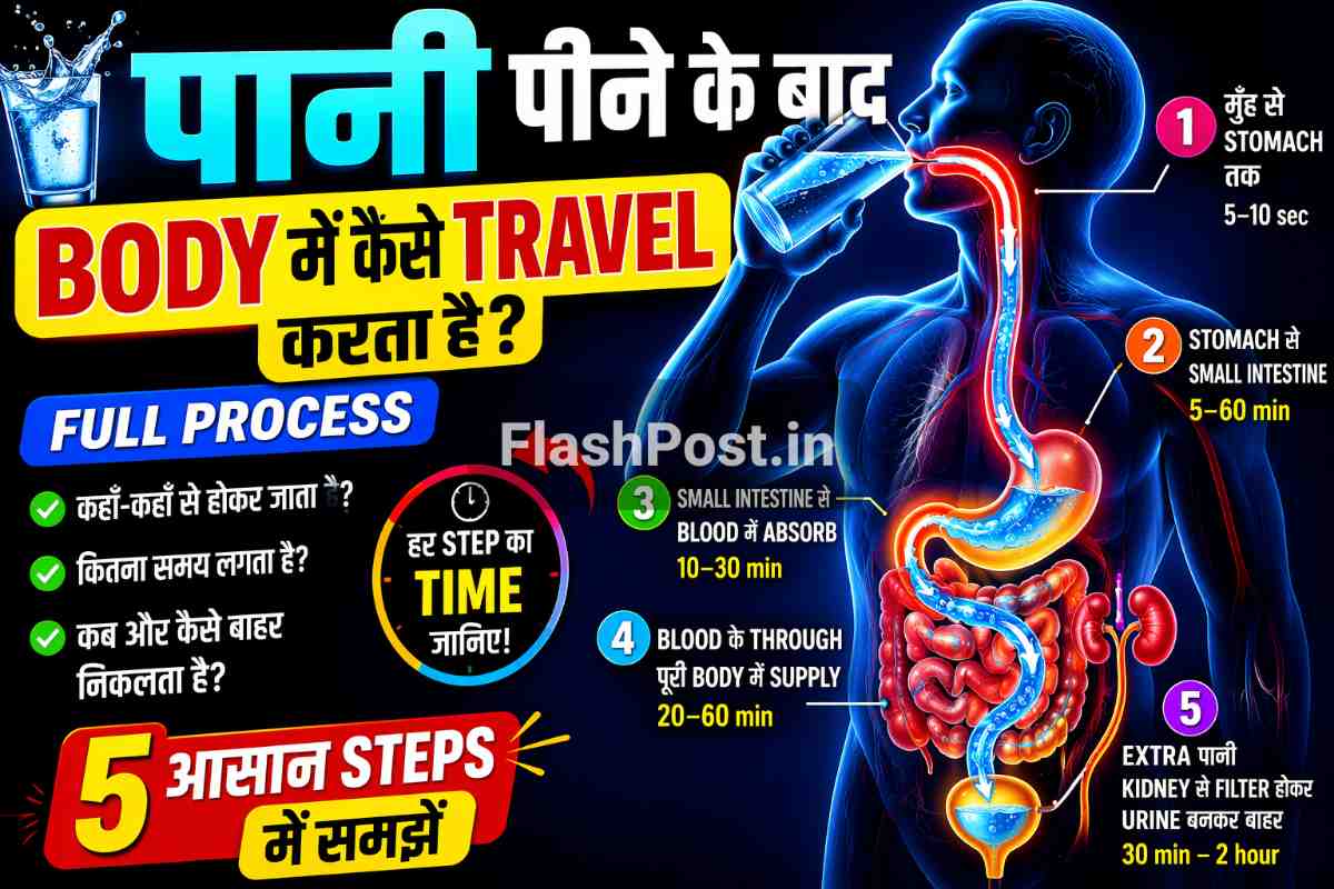 Paani Peene Ke Baad Body Me Kaise Travel Karta Hai (Full Process)